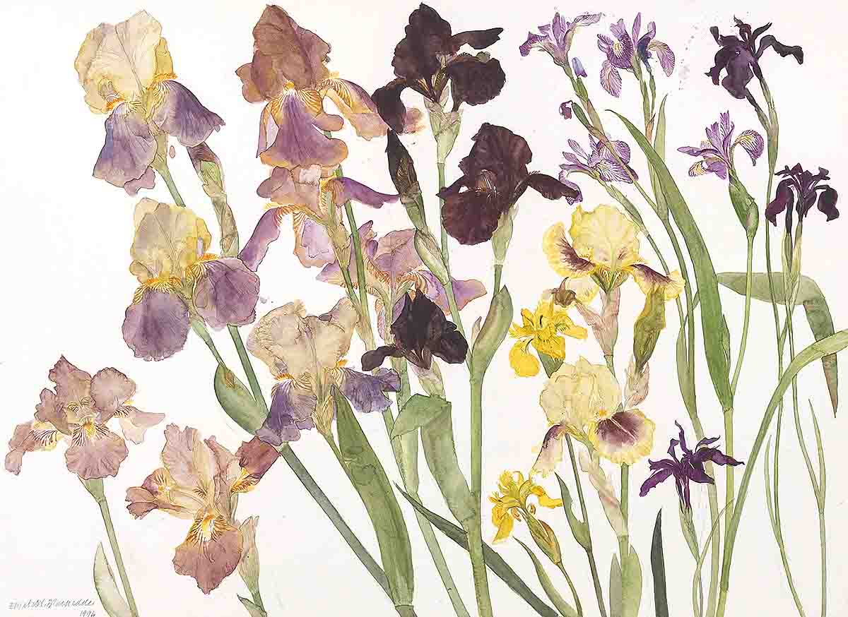Elizabeth Blackadder, Irises, 1994, watercolour