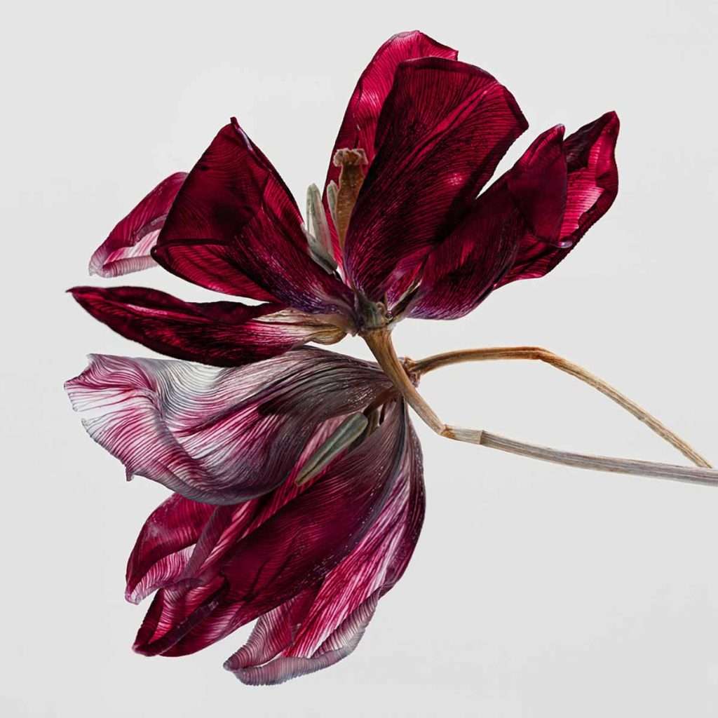 Kathrin Linkersdorff, 'Fairies II:9' archival pigment print