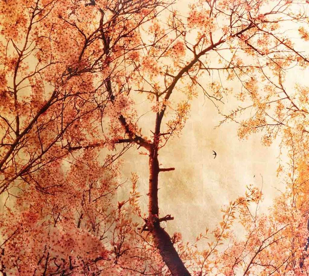 Robert Pereira Hind, 'Prunus Subhirtella I', photographic ink pigment and acrylic paint on gold leaf
