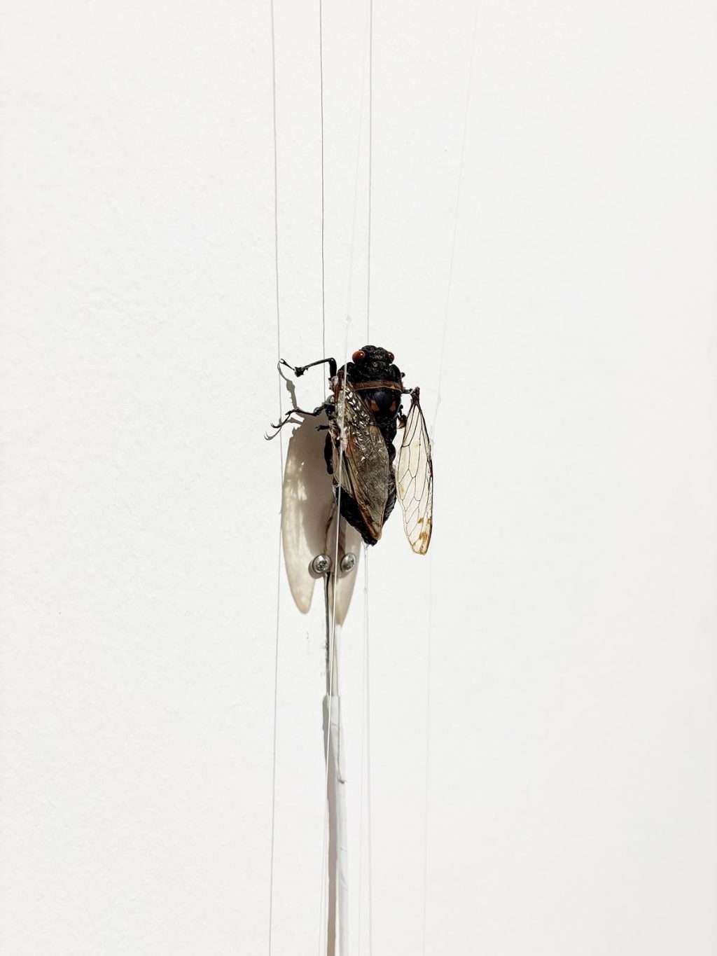 Theodora Koumbouzis, 'Cicada, Cicada', fig branch, motor, metal